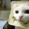 Cerealtheinsipid