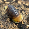 Rubber Ducky Isopod