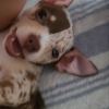 elfy