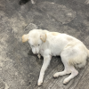 nana puppy