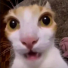 sillycat
