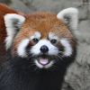 theredpanda