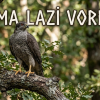 ma lazi vore